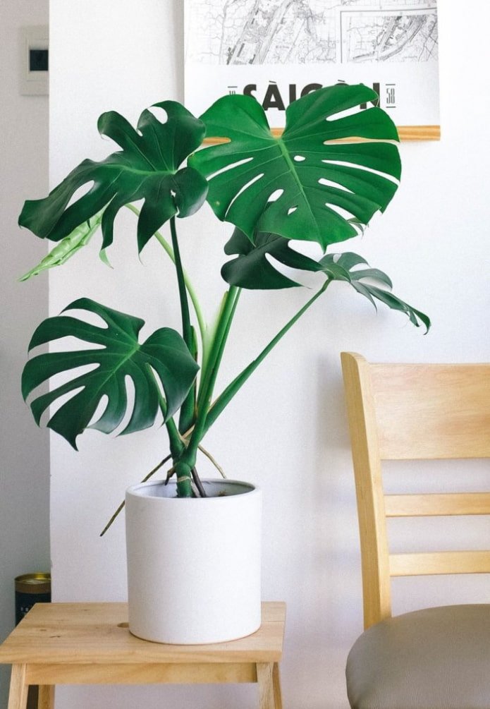 Monstera dans le salon