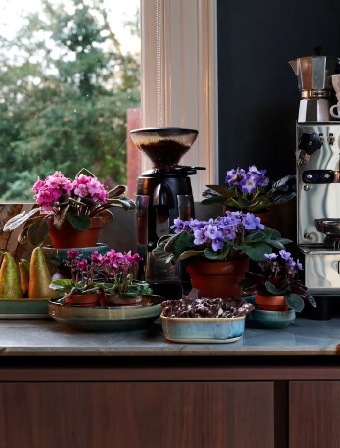 Violettes d'intérieur