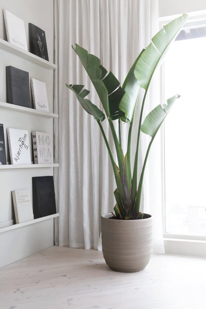 Strelitzia