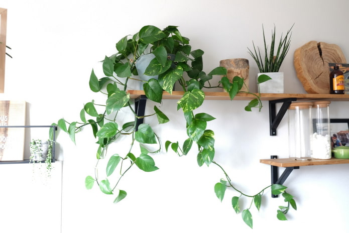 Epipremnum