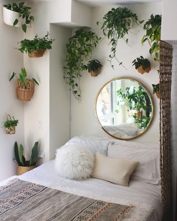 Plantes grimpantes d'intérieur