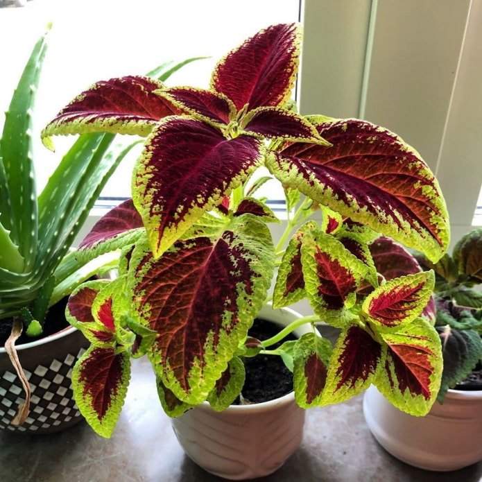 Coleus