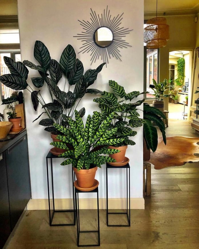 Un point focal dans l'intérieur fait de plantes