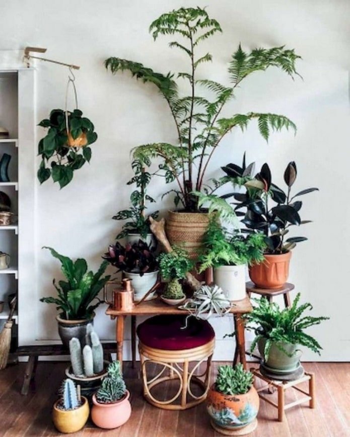 Groupe de plantes
