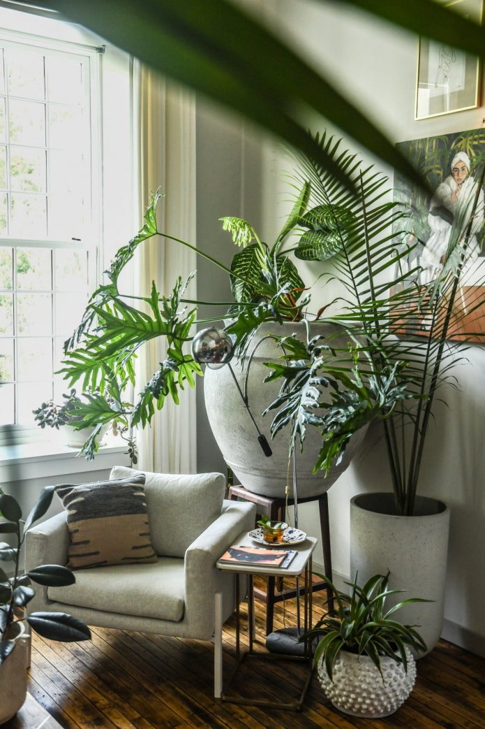 Composition de trois plantes