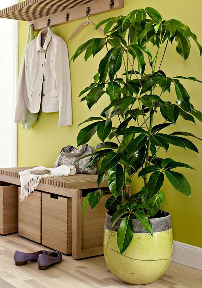 Plantes dans le couloir