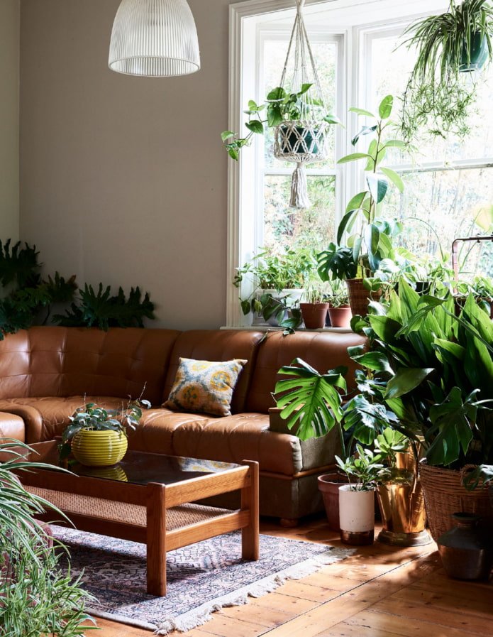 Plantes d'intérieur du salon