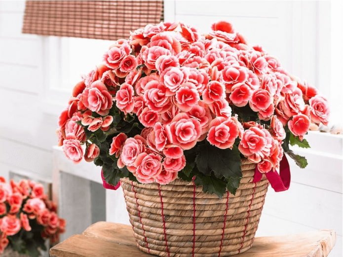 Begonia