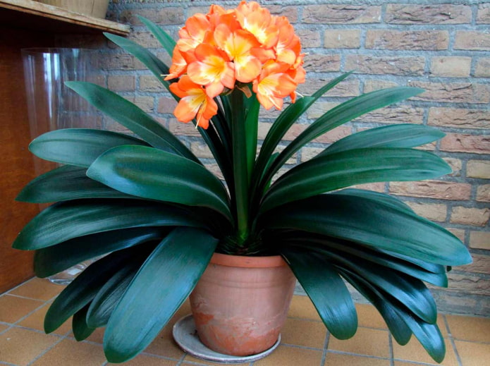 Clivia