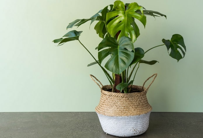 Monstera