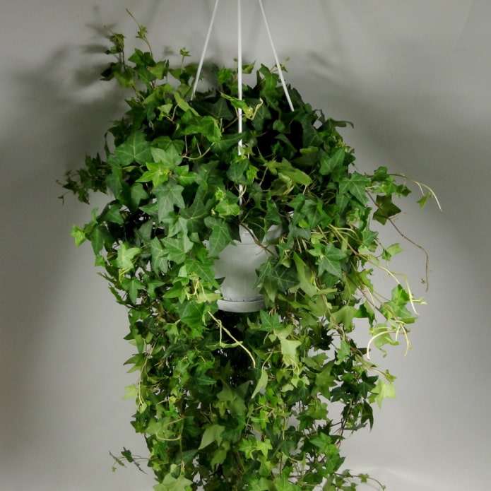 Philodendron grimpant