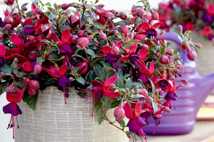 Fuchsia