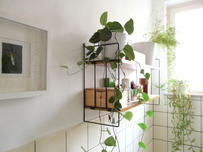 plantes sur une étagère dans la salle de bain