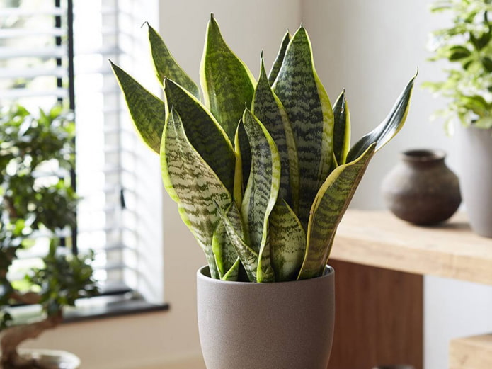 sansevieria pour la salle de bain