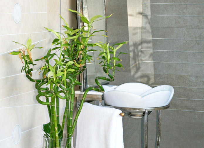bambou décoratif d'intérieur