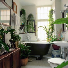 Plantes pour la salle de bain-0