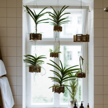 Plantes pour la salle de bain-4