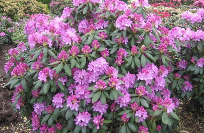 Rhododendron