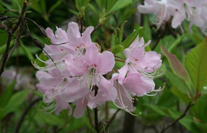 Azalea Vasea