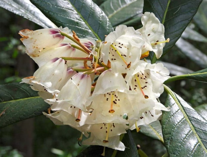 Rhododendron géant