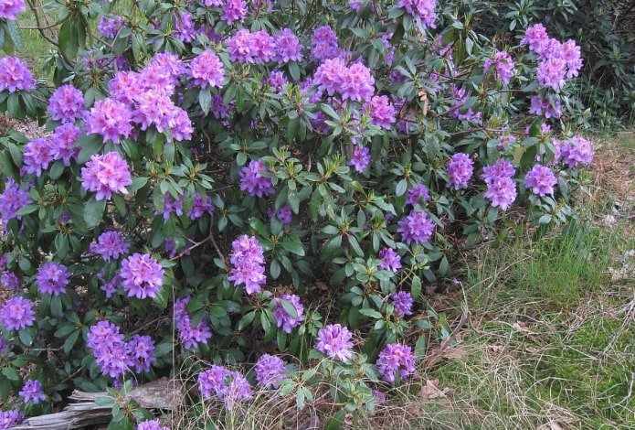 Rhododendron Ponticum