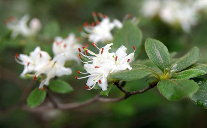 Rhododendron Chonoski