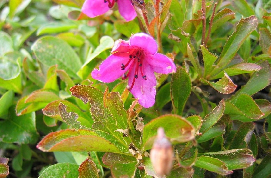Rhododendron Kamchatka