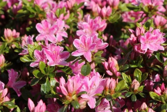 Rhododendron Kermesina