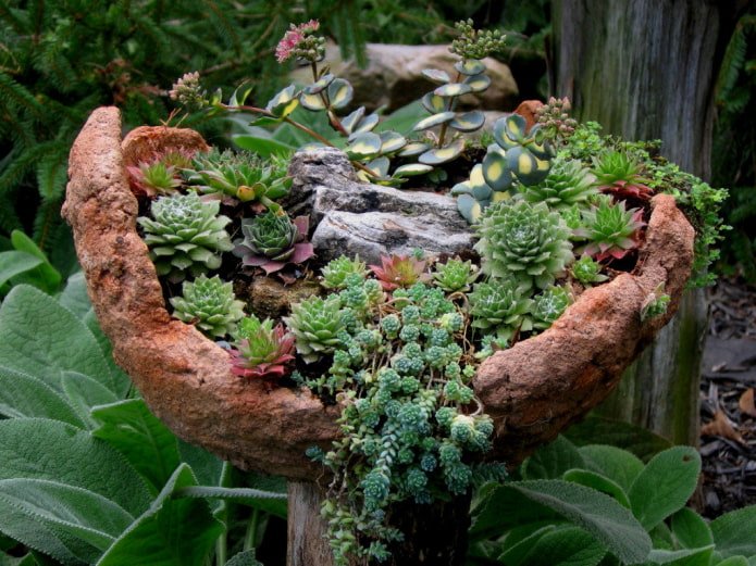 Mini rocaille avec plantes grasses