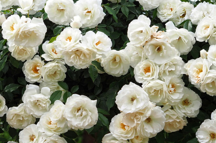 Rose Iceberg