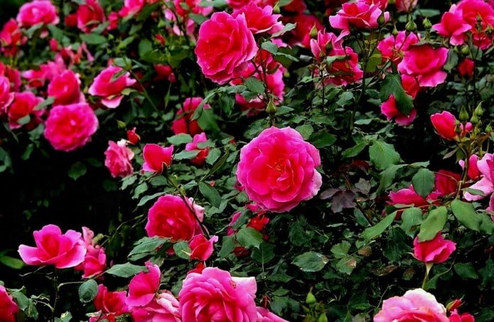 Rose Avila Palace