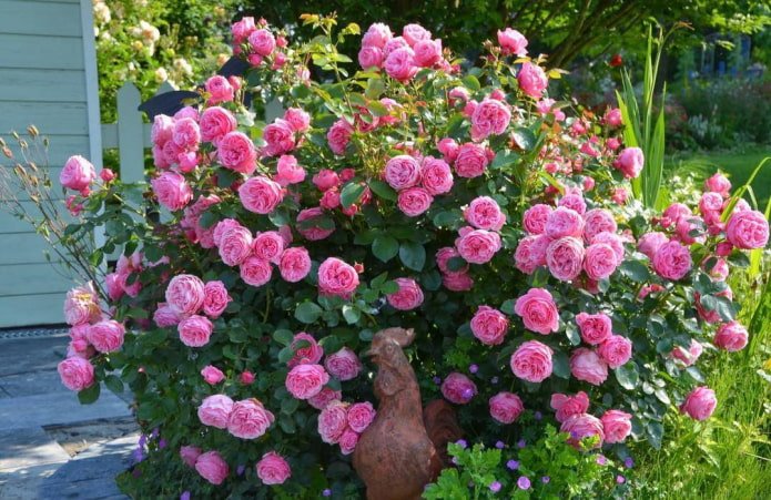 Rose Leonardo da Vinci