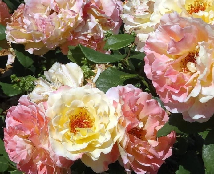 Rose Aquarelle