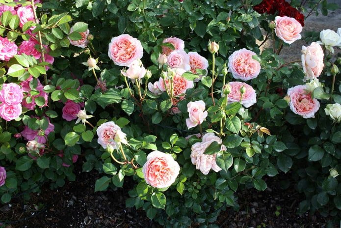 Rose Abraham Derby