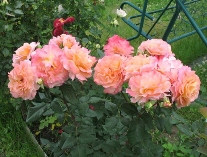 Rose Augusta Louise