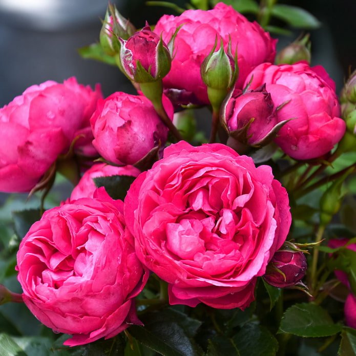 Rosier Roi Arthur