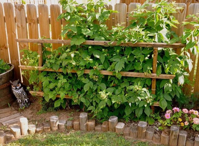 treillis de framboises