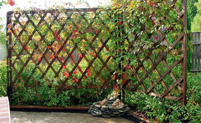 hedge