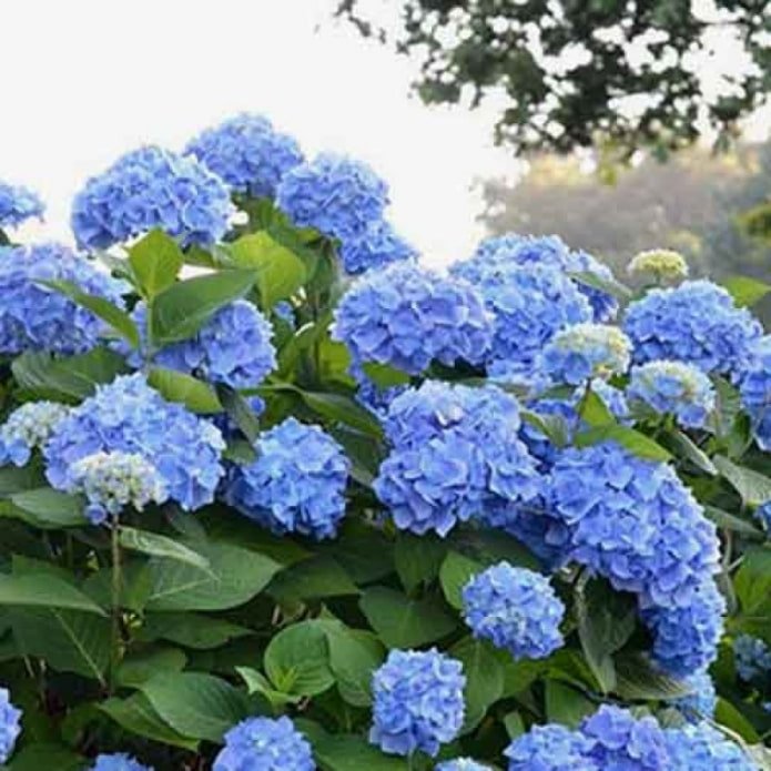 Bloom Star