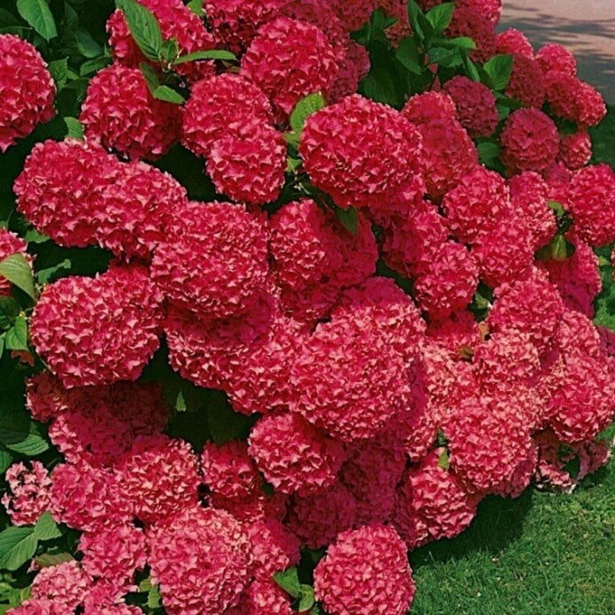 hydrangea
