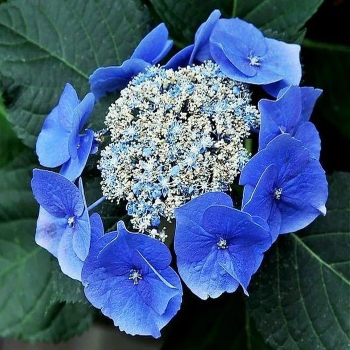 Bluebird