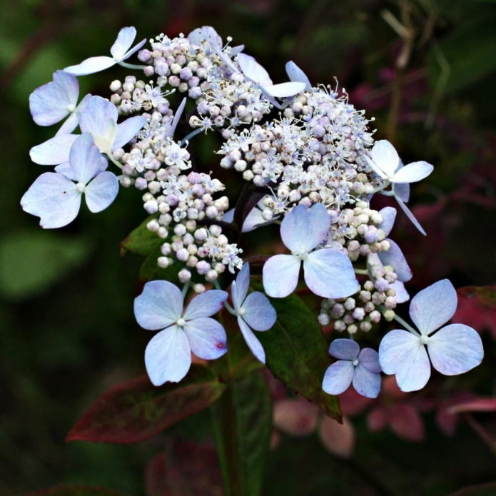 hydrangea