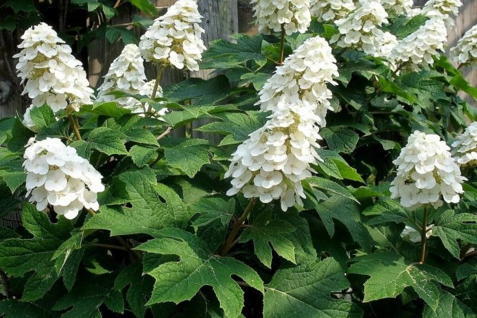 Hydrangea Oakleaf