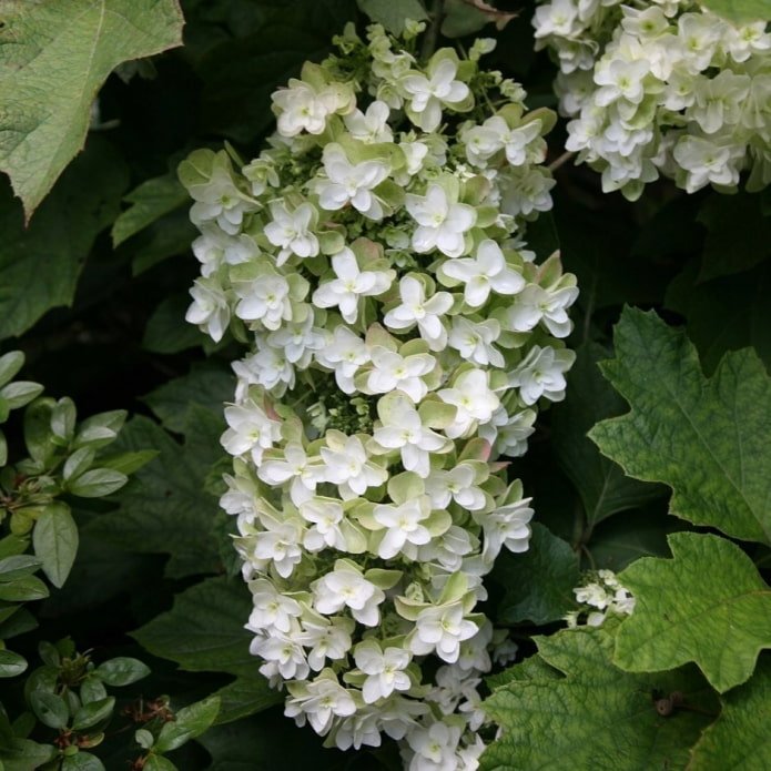 Hortensia blanc