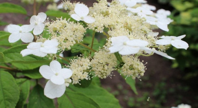 Hydrangea Groundcover Bretschneider