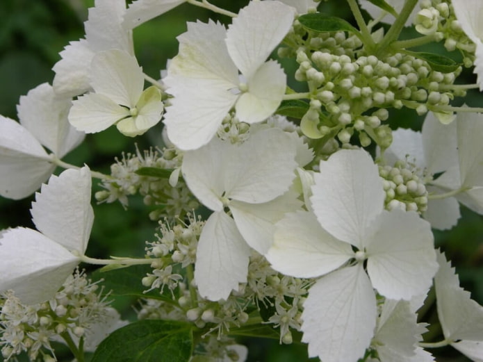White Lady