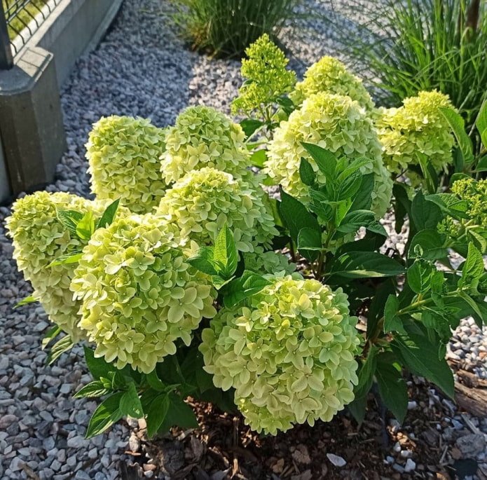 petit hortensia