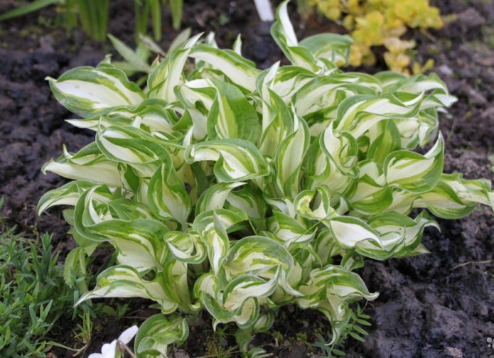 Univitata