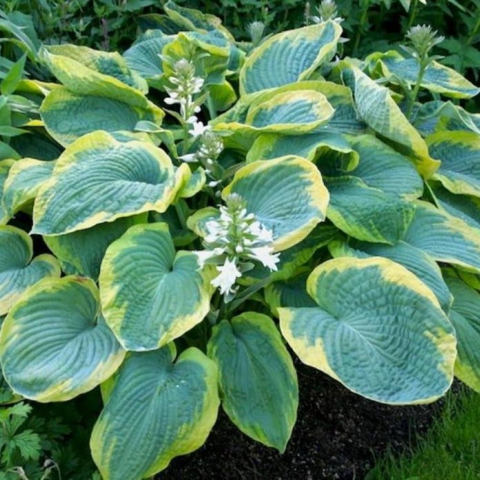 Hosta Sieboldii