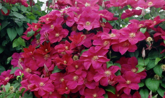 fleurs de clématite